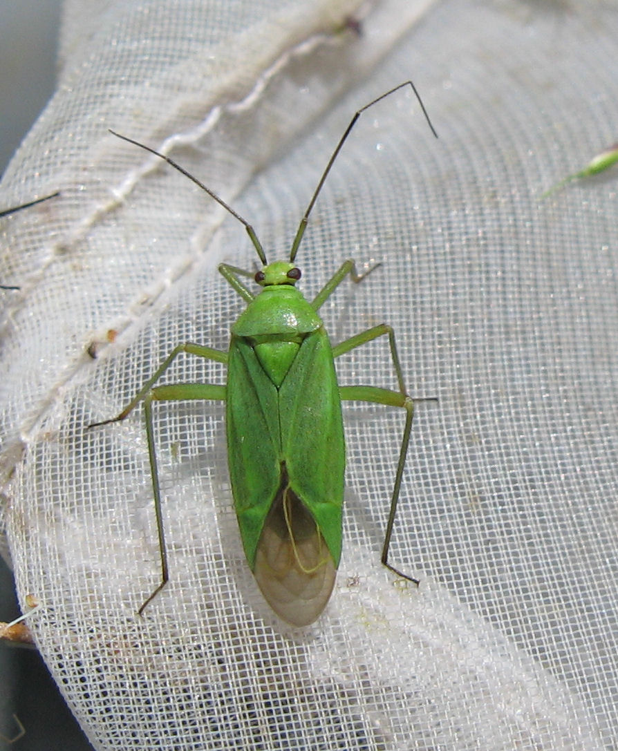 Calocoris alpestris delle Orobie valtellinesi